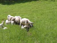 Picture : Lambs